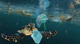 Turtle in water with Plastic
