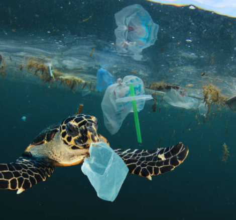 Turtle in water with Plastic
