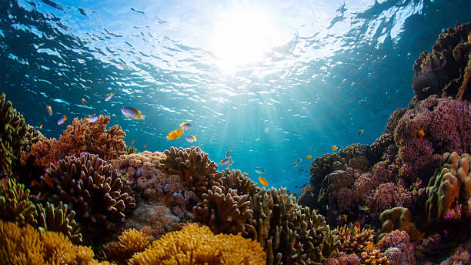 ocean integrity