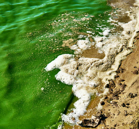 algae blooms.