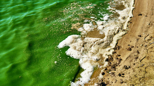 algae blooms.